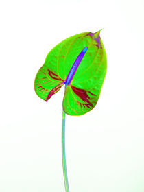 Abstract Anthurium-15 von David Toase