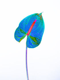 Abstract Anthurium-17 von David Toase