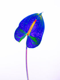 Abstract Anthurium-18 von David Toase