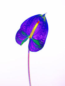 Abstract Anthurium-19 von David Toase