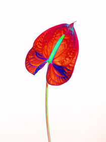 Abstract Anthurium-23 von David Toase