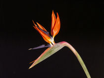 Bird of Paradise Flower-01 von David Toase