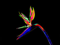 Abstract Bird of Paradise Flower-01 von David Toase