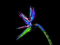 Abstract Bird of Paradise Flower-08 von David Toase