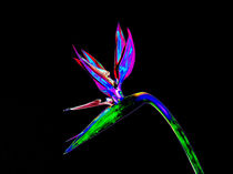 Abstract Bird of Paradise Flower-09 von David Toase