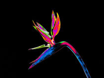 Abstract Bird of Paradise Flower-12 von David Toase