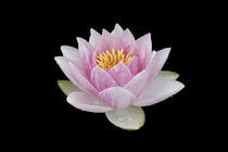 Water Lily-02 von David Toase