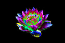 Abstract Water Lily-02 von David Toase