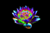 Abstract Water Lily-03 von David Toase