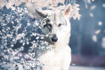 Wolfshündin von Anja Foto Grafia