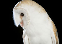 Barn Owl-03 von David Toase