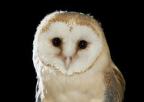 Barn Owl-04 von David Toase