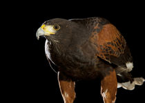 Harris Hawk-02 by David Toase