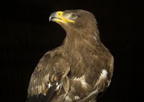 Steppe Eagle-05 by David Toase