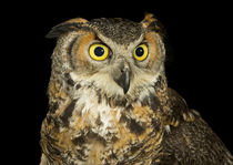 Eurasian Eagle Owl-05 by David Toase