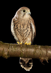 Kestrel-06 by David Toase