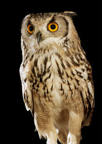 Indian Eagle Owl-04 von David Toase