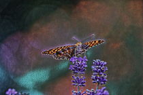 Butterfly by Carmen Wolters