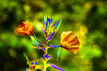 Abstract Evening Primrose-03 by David Toase