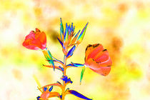 Abstract Evening Primrose-01 von David Toase