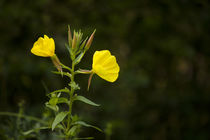 Evening Primrose-01 von David Toase