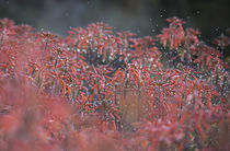 Aloe Flowers in the Rain von Elisabeth  Lucas