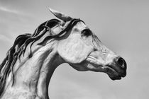 Arizona Horse by Elisabeth  Lucas