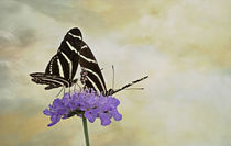Happy Butterflies by Elisabeth  Lucas