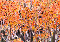 Glowing Aloes by Elisabeth  Lucas