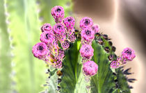 Glowing Cactus Buds by Elisabeth  Lucas