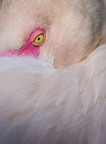 Pink Beauty von Elisabeth  Lucas