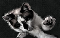 Snowshoe Kitten von Elisabeth  Lucas
