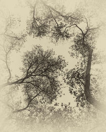 Trees von Elisabeth  Lucas