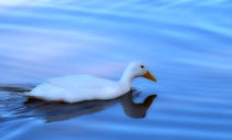 White Duck von Elisabeth  Lucas