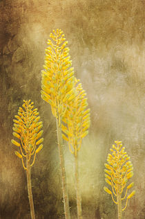 Yellow Aloe Flowers by Elisabeth  Lucas