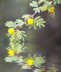 Spring Reflections von Elisabeth  Lucas