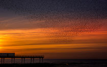 Murmuration of Starlings by Sean Langton