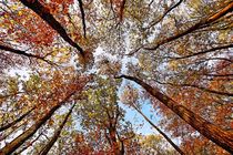 Goldener Herbst von Eberhard Schmidt-Dranske