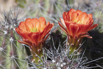 Claret Cup Blossoms von Elisabeth  Lucas