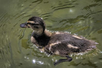 Cute Baby Duck by Elisabeth  Lucas