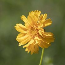 Sunlit Coreopsis by Elisabeth  Lucas