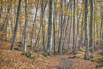 Autumn at La Fageda d’en Jordà by Marc Garrido Clotet