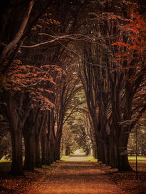 Pretty Alley von Jarek Blaminsky