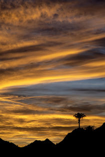 Golden Clouds von Elisabeth  Lucas