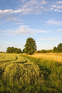 Herbstlandschaft von Sascha Stoll