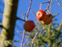 Apfelbaum im ruhigen Winter by hr1000