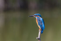 Europäischer Eisvogel  von Ursula Di Chito