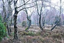 Lüneburger Heide im Winter... 5 by loewenherz-artwork