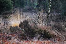 Lüneburger Heide im Winter... 11 by loewenherz-artwork