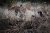 Lüneburger Heide im Winter... 10 by loewenherz-artwork